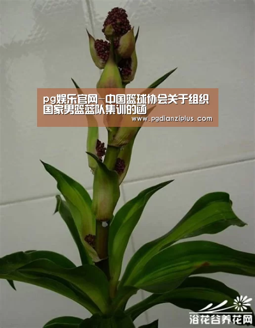pg电子官网