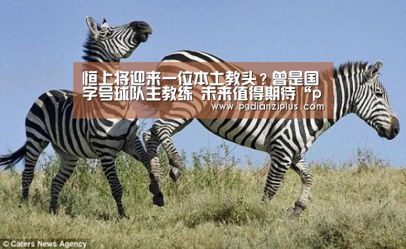 
恒上将迎来一位本土教头？曾是国字号球队主教练 未来值得期待“pg电子官网”(图3)