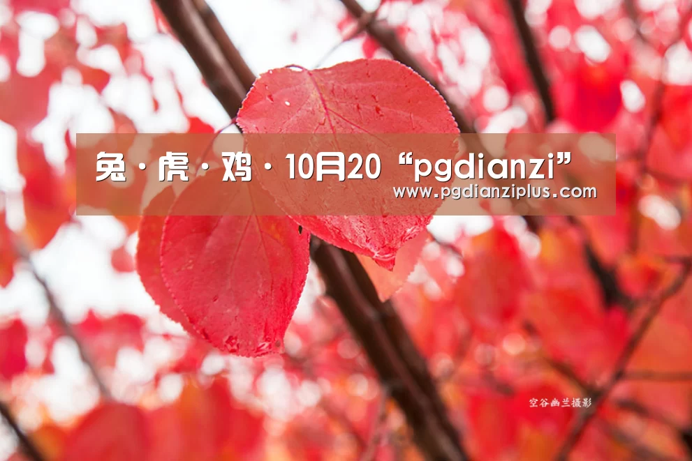
兔·虎·鸡·10月20“pgdianzi”(图1)
